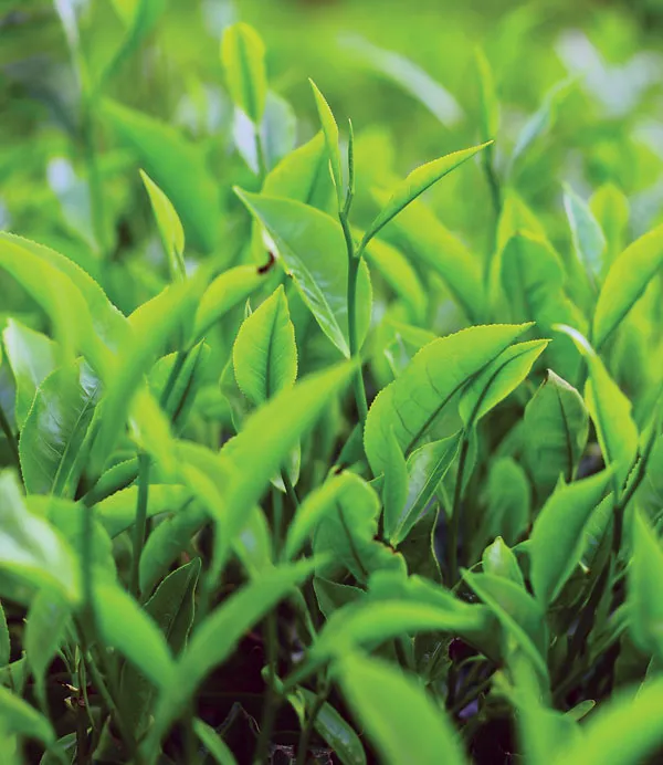 Leaves-tea-plant