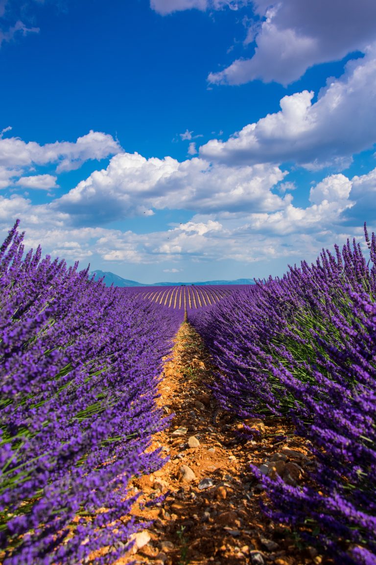 Lavender remi-antunes-LBu4WQxJNMw-unsplash