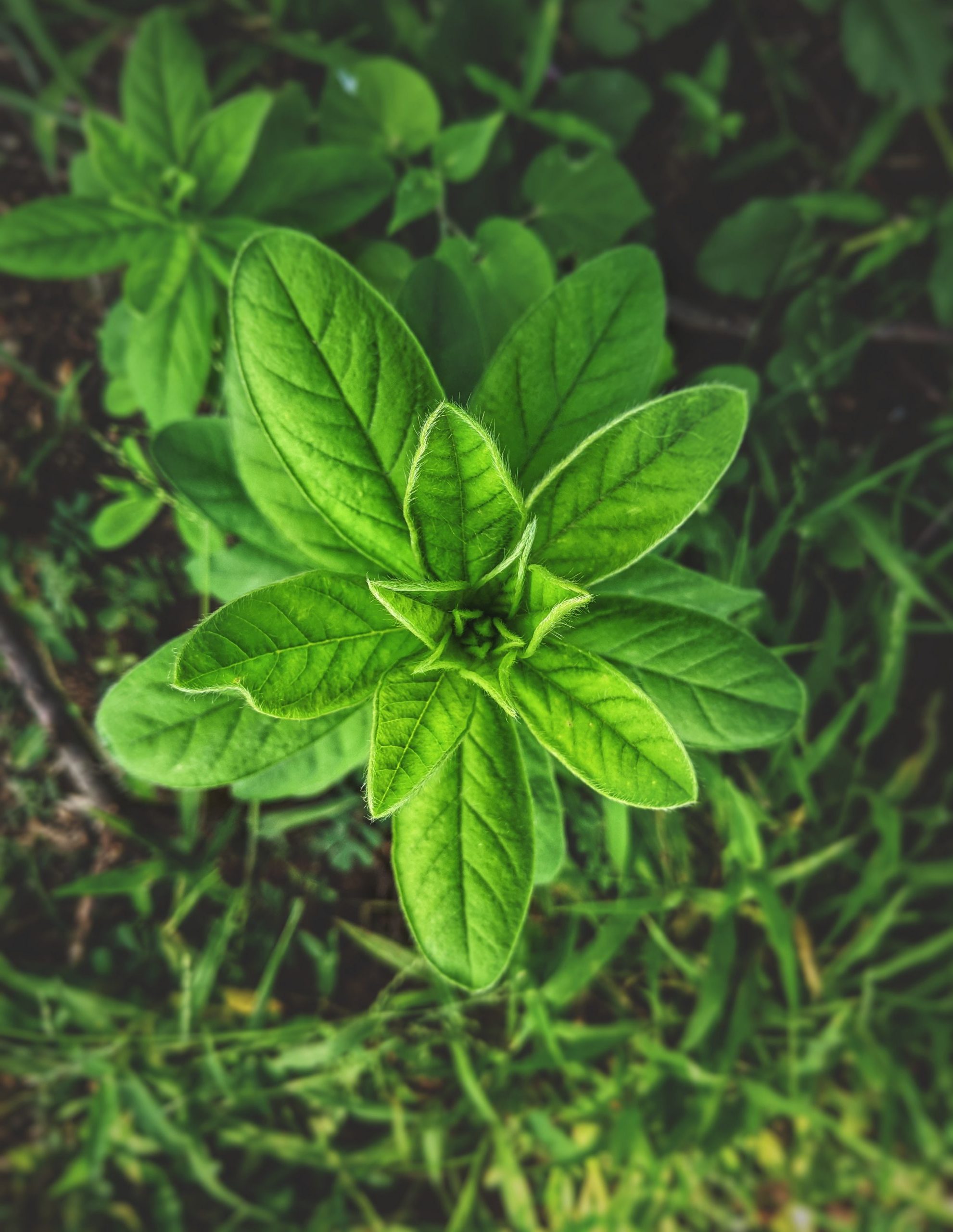 TAOS HERBTHERAPY farzan-lelinwalla-CO8hMziJviE-unsplash