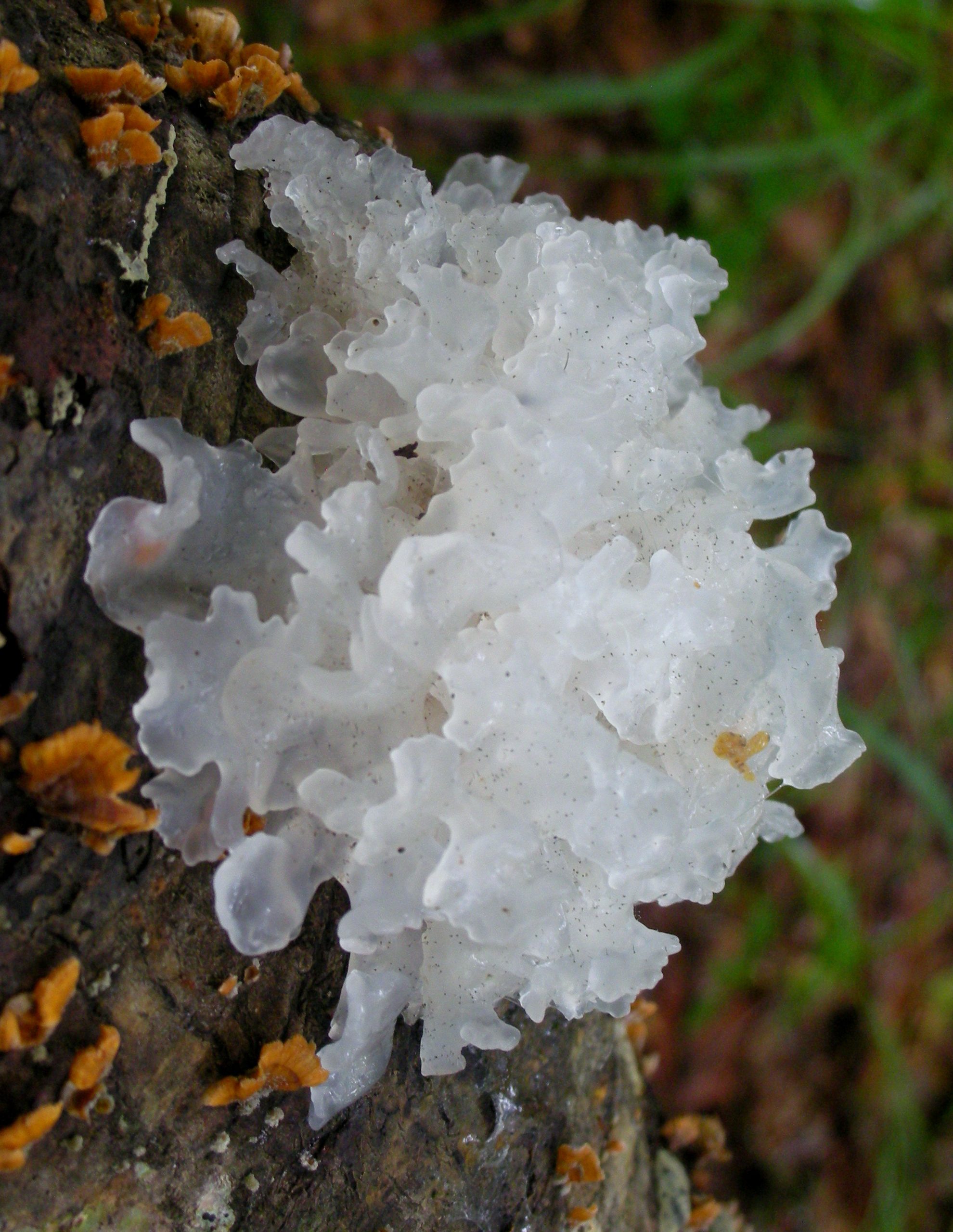 Tremella_fuciformis_337510_Snow Mushroom