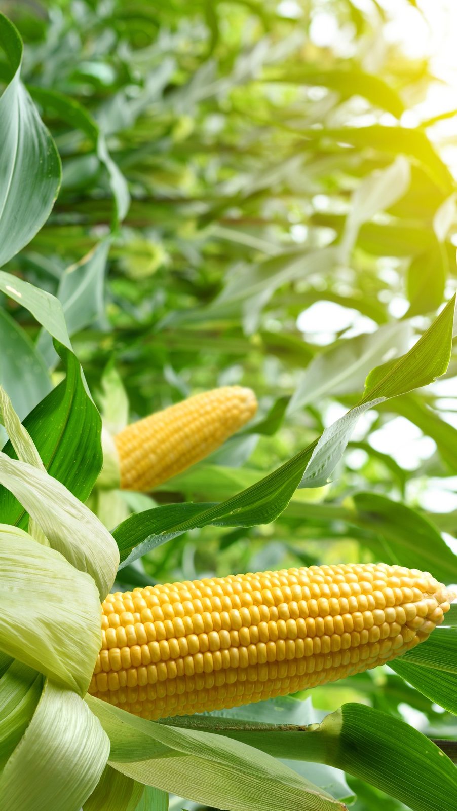 Close-up,Corn,Cobs,In,Corn,Plantation,Field.