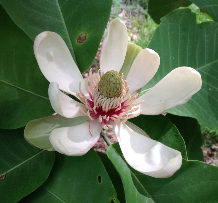 magnolia-officinalis-1