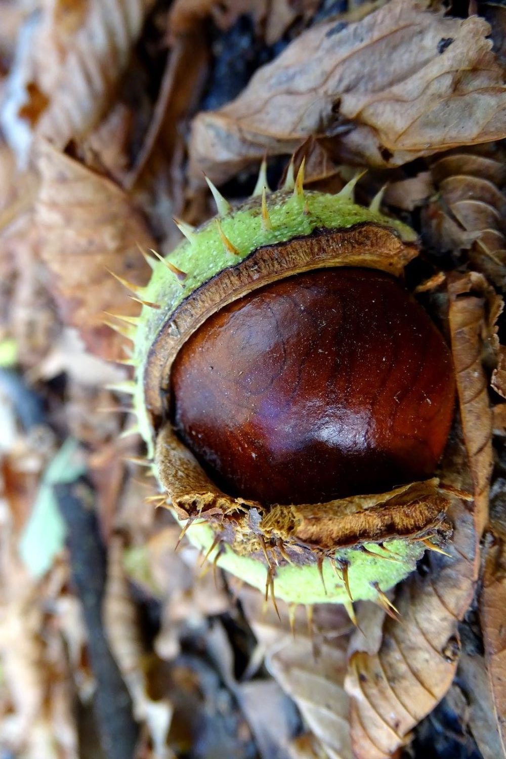 horse-chestnut-seed